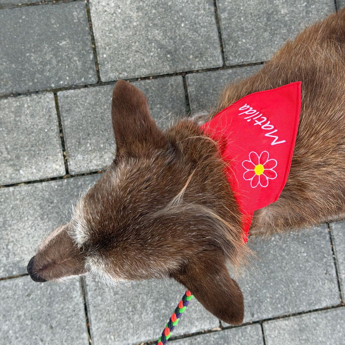 Hunde-Dreiecktuch mit Wunschname – bestickt