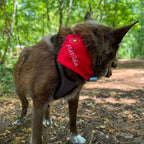 Hunde-Dreiecktuch mit Wunschname – bestickt